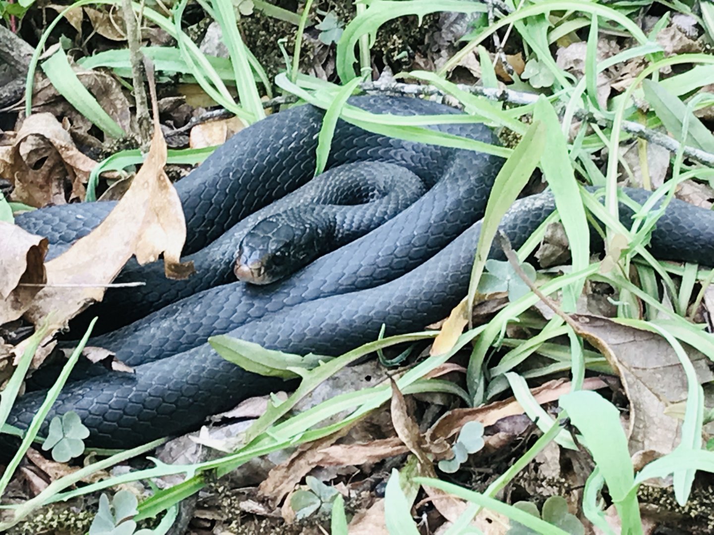 Southern black racer in North Carolina