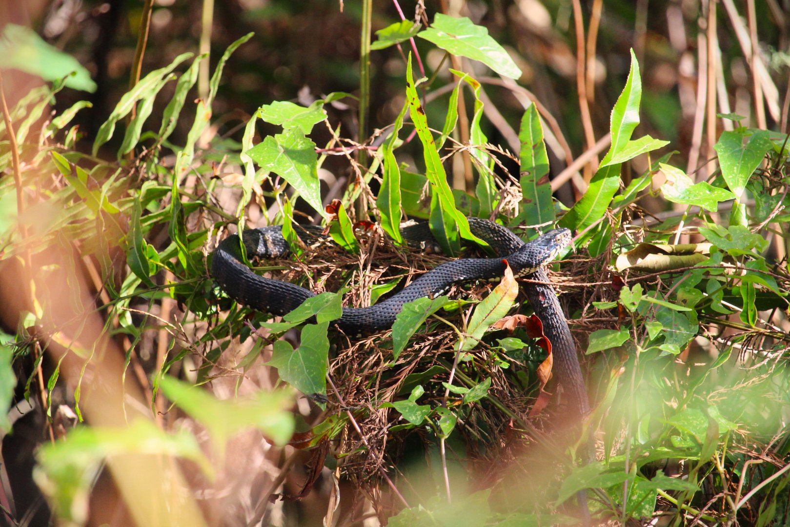 Southern Black Racer