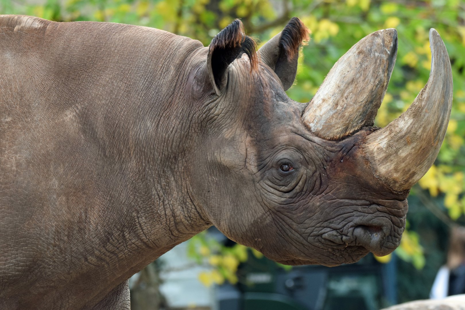 Southern black rhino, 25.10.2019