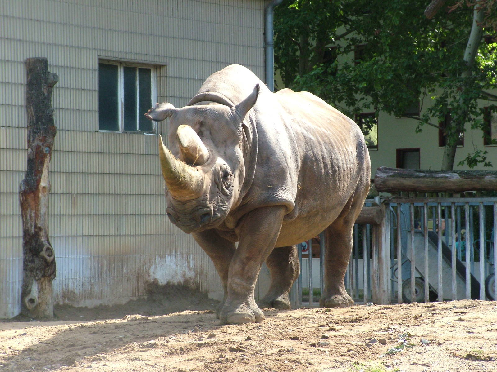 Southern Black Rhino at Frankfurt 31/08/10