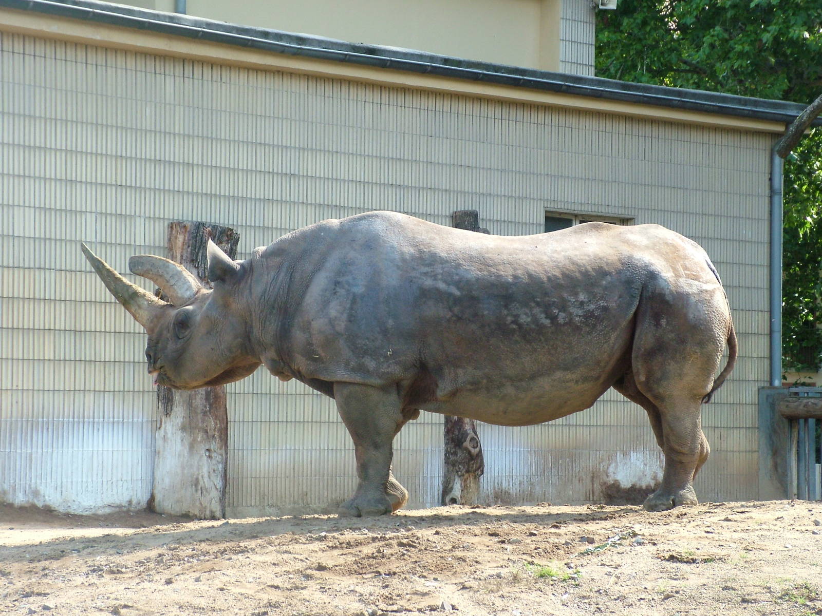 Southern Black Rhino at Frankfurt 31/08/10