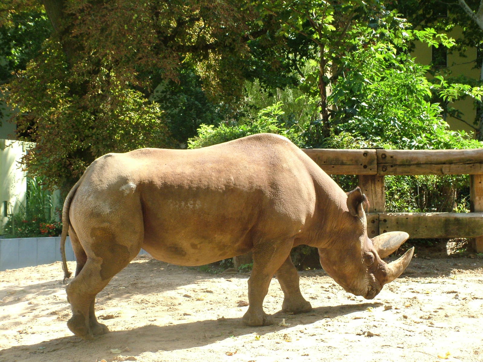 Southern Black Rhino at Frankfurt 31/08/10