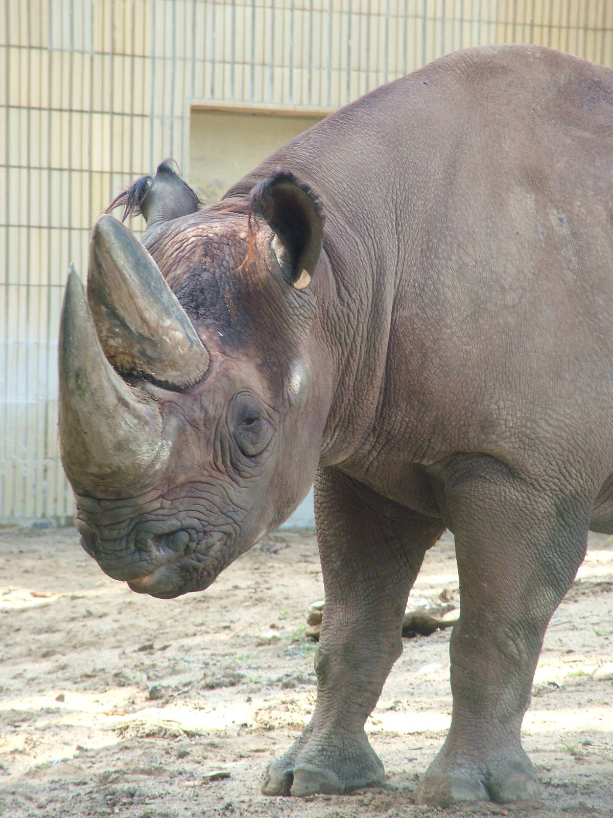 Southern Black Rhino at Frankfurt 31/08/10