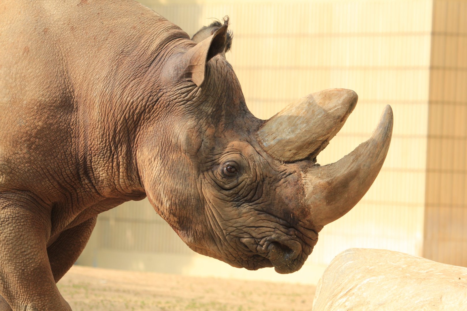 Southern black rhino (May 2018)