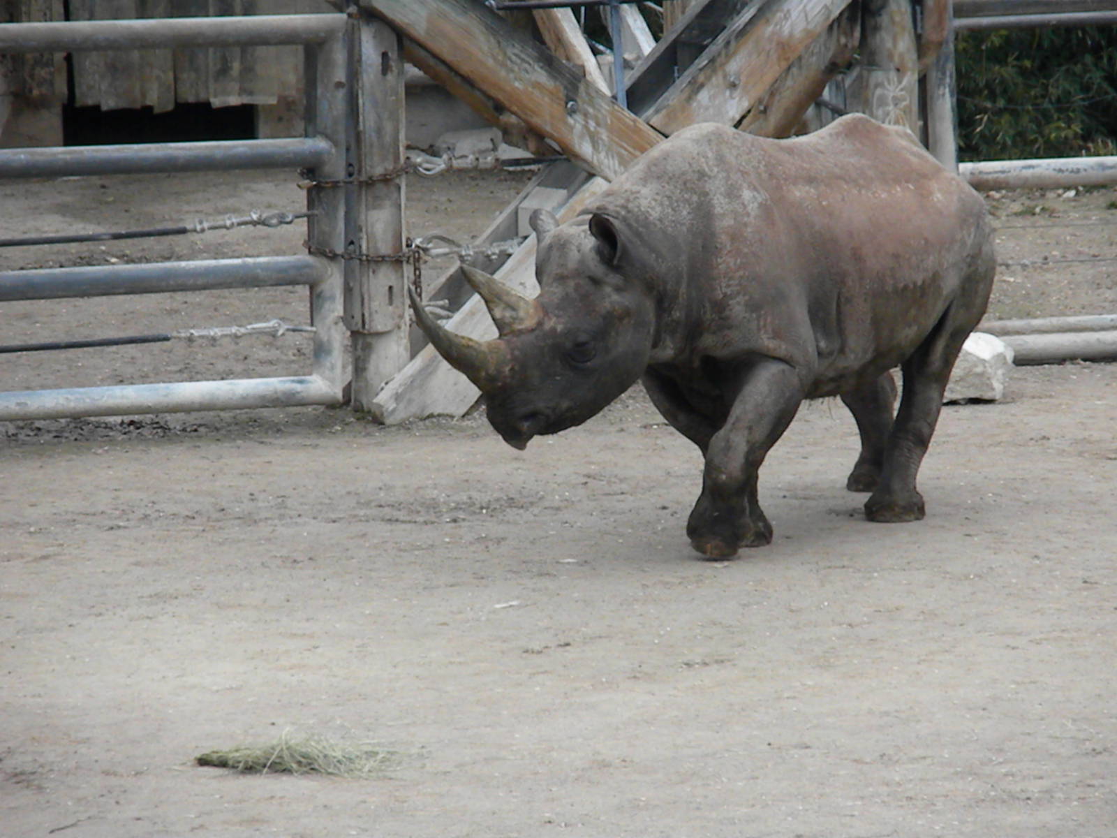 Southern Black Rhino