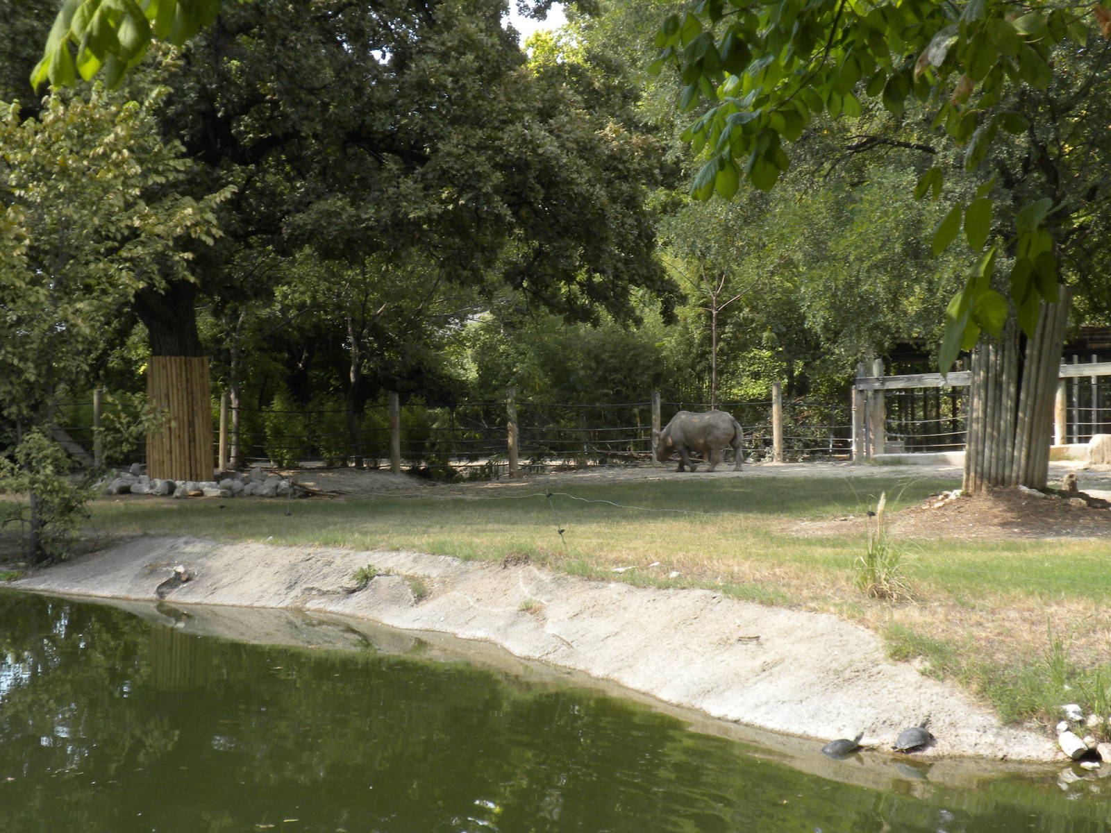 Southern Black Rhino