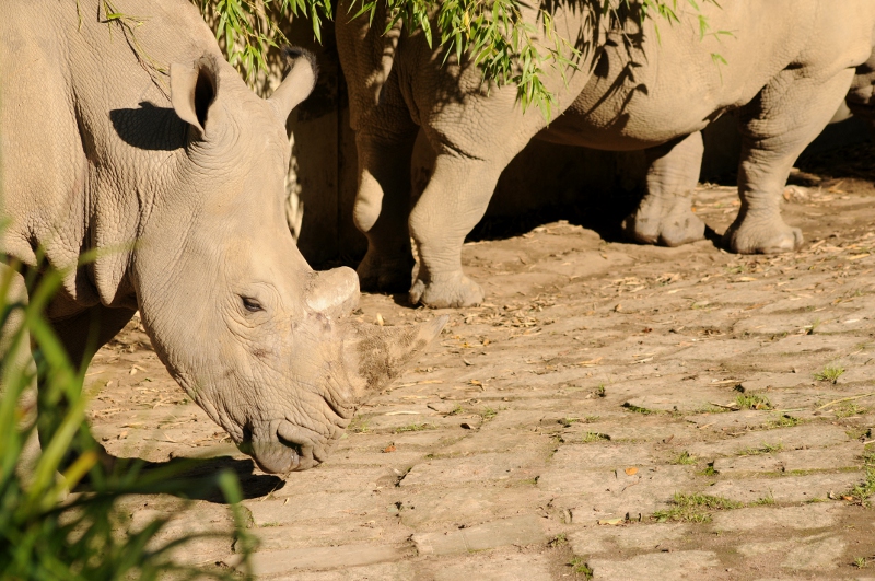 Southern black rhino