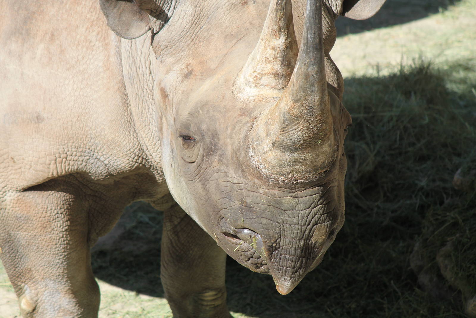 Southern Black Rhino