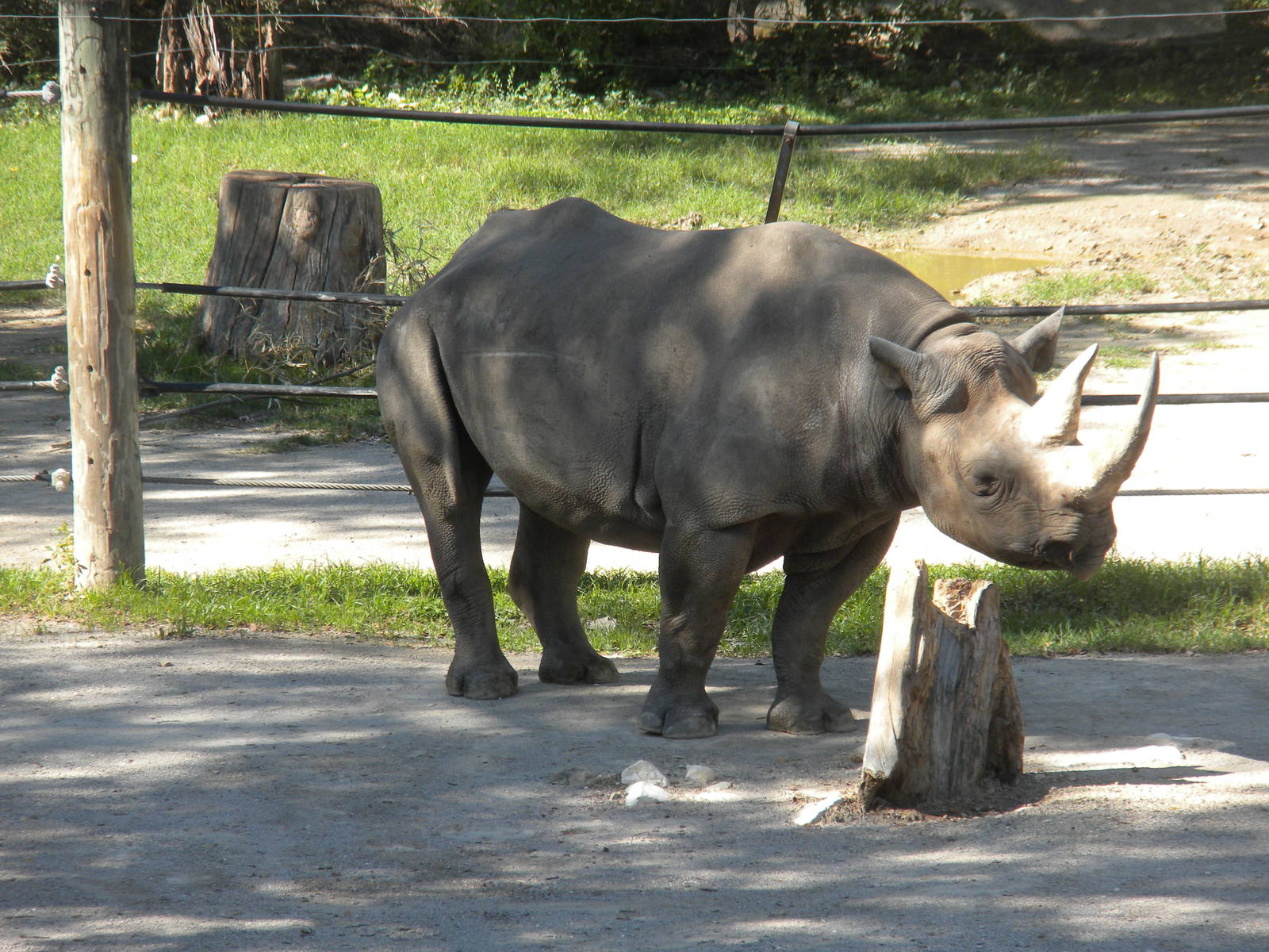 Southern Black Rhinoceros