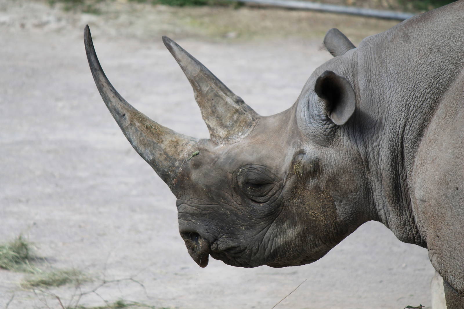 Southern Black Rhinoceros