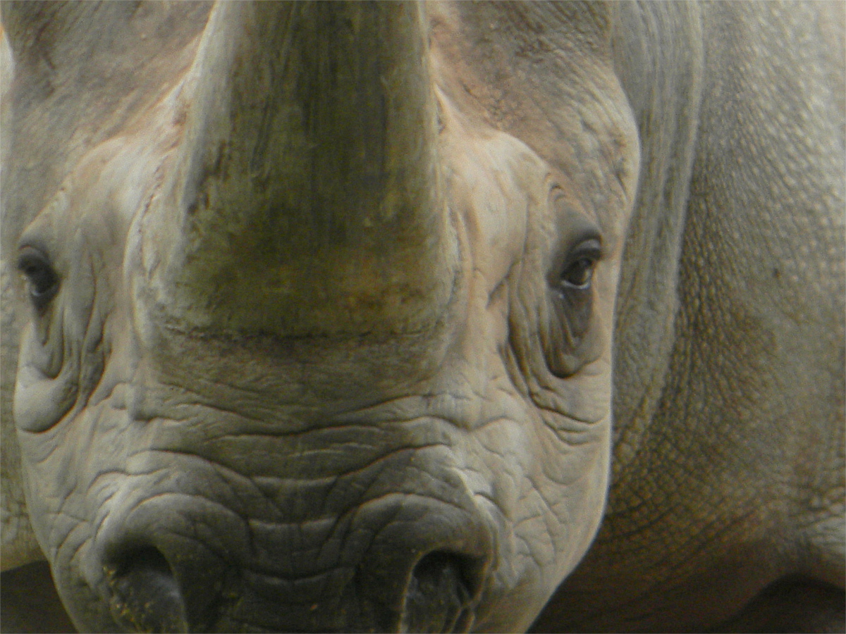 Southern Black Rhinoceros