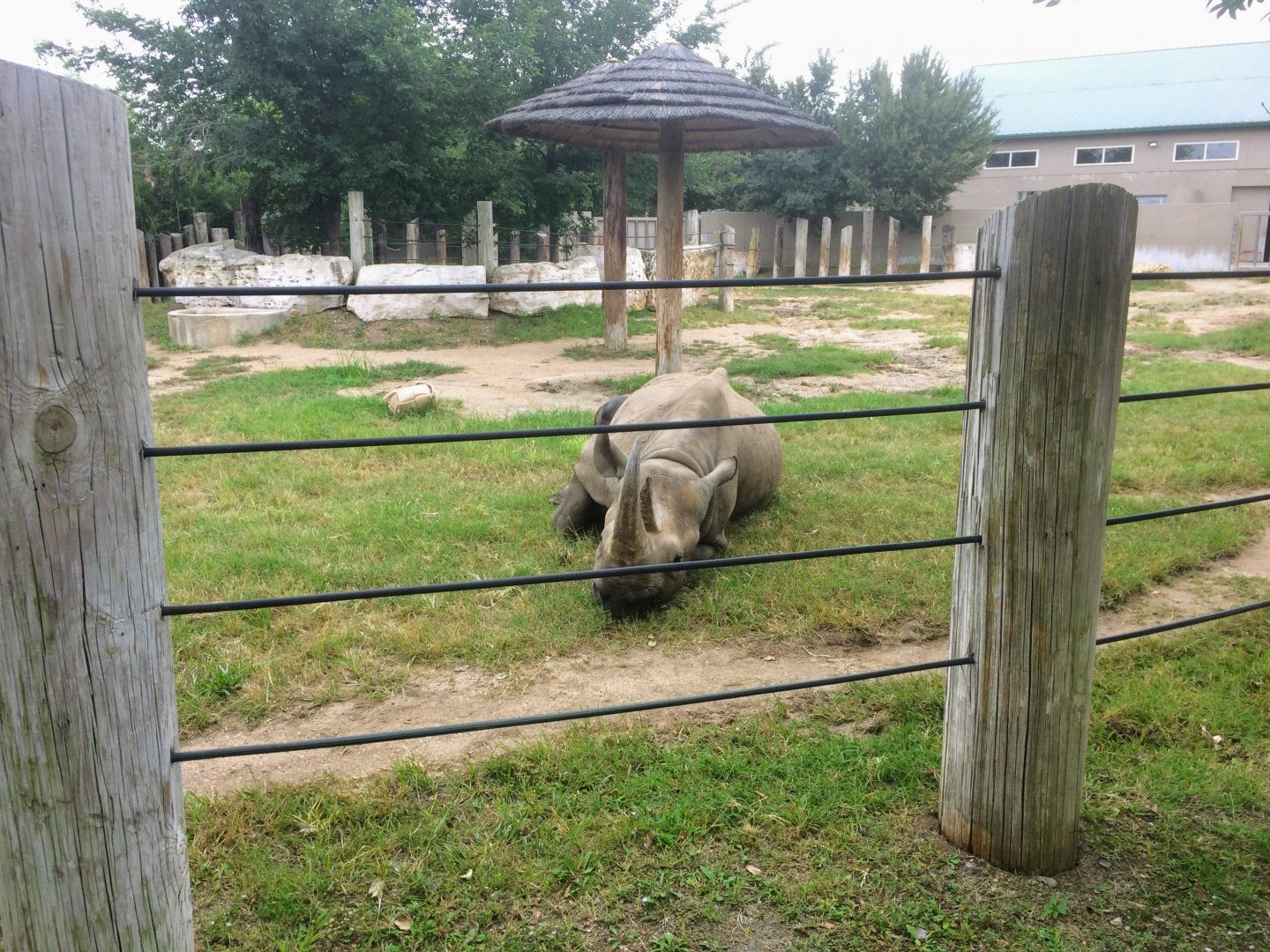 Southern Black Rhinoceros