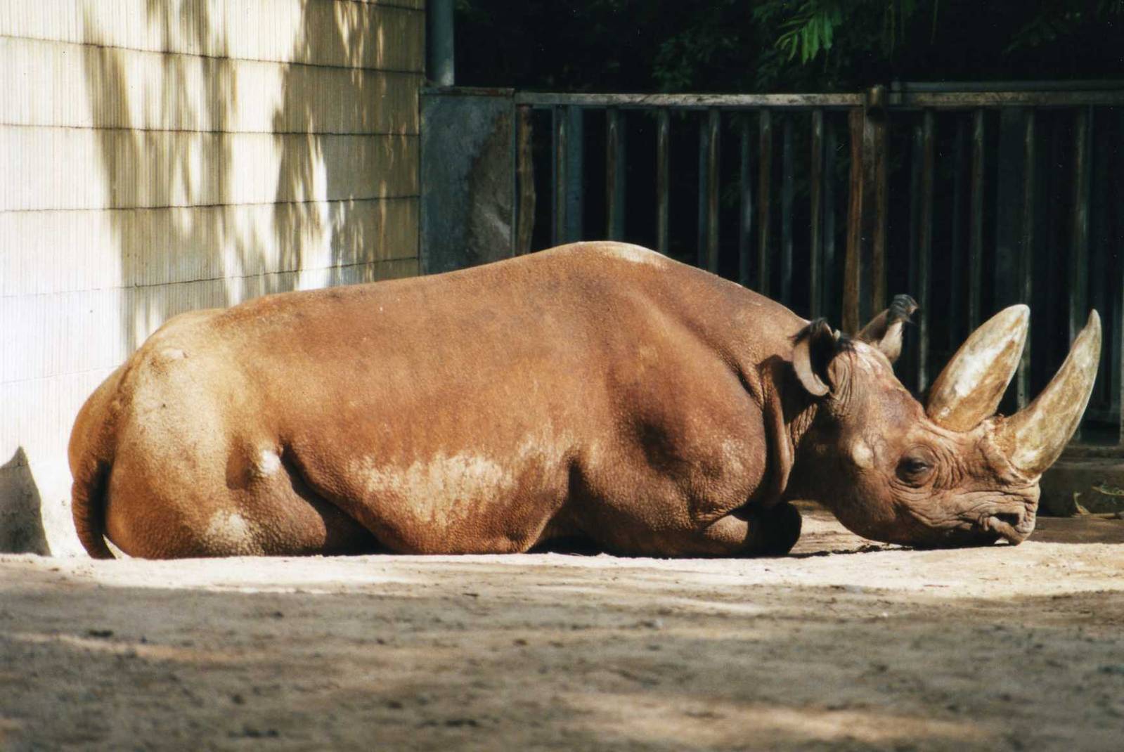 Southern Black Rhion Bull