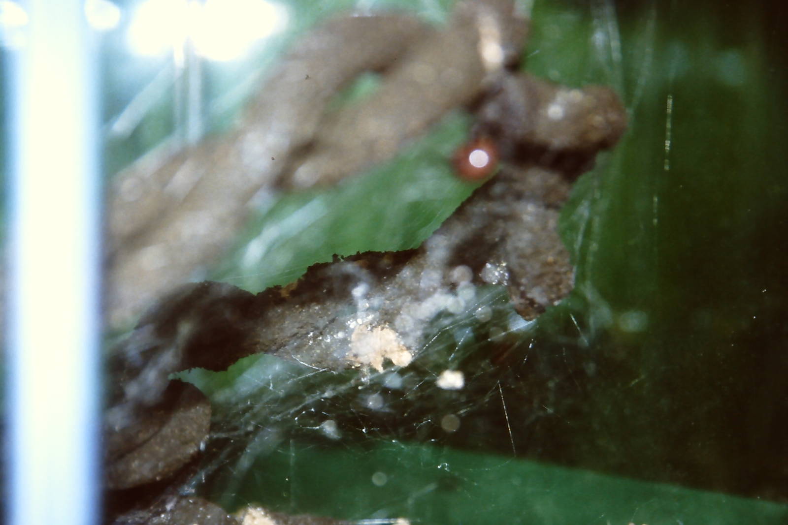 Southern black widow spider, bug World, Liverpool 2010