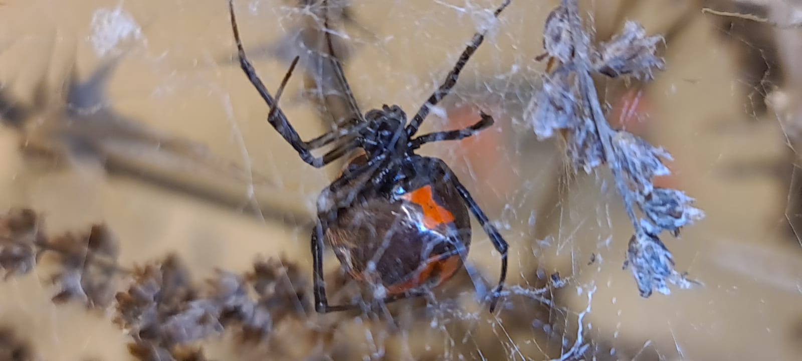 Southern black widow spider (Latrodectus mactans)
