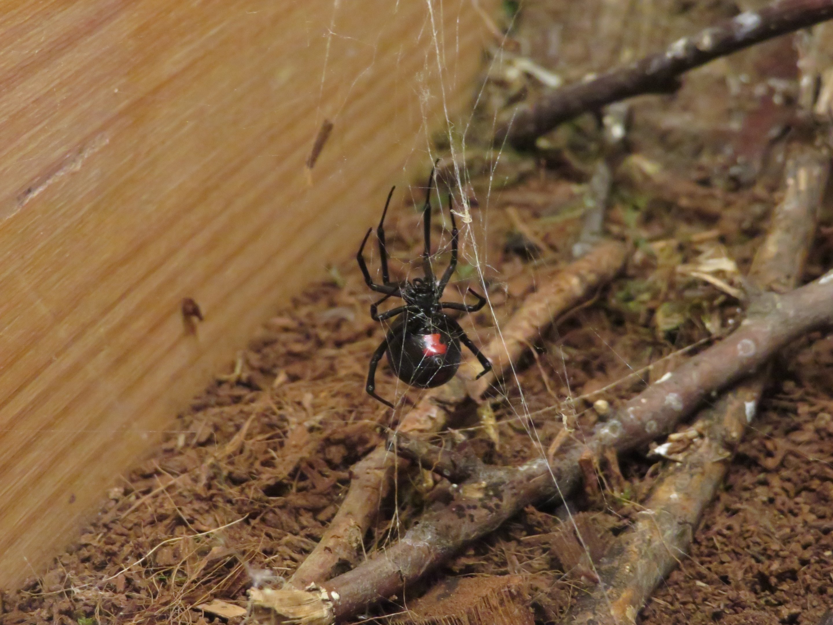 Southern Black Widow