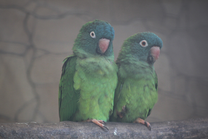 Southern blue-crowned conure (Thectocercus acuticaudatus acuticaudatus)