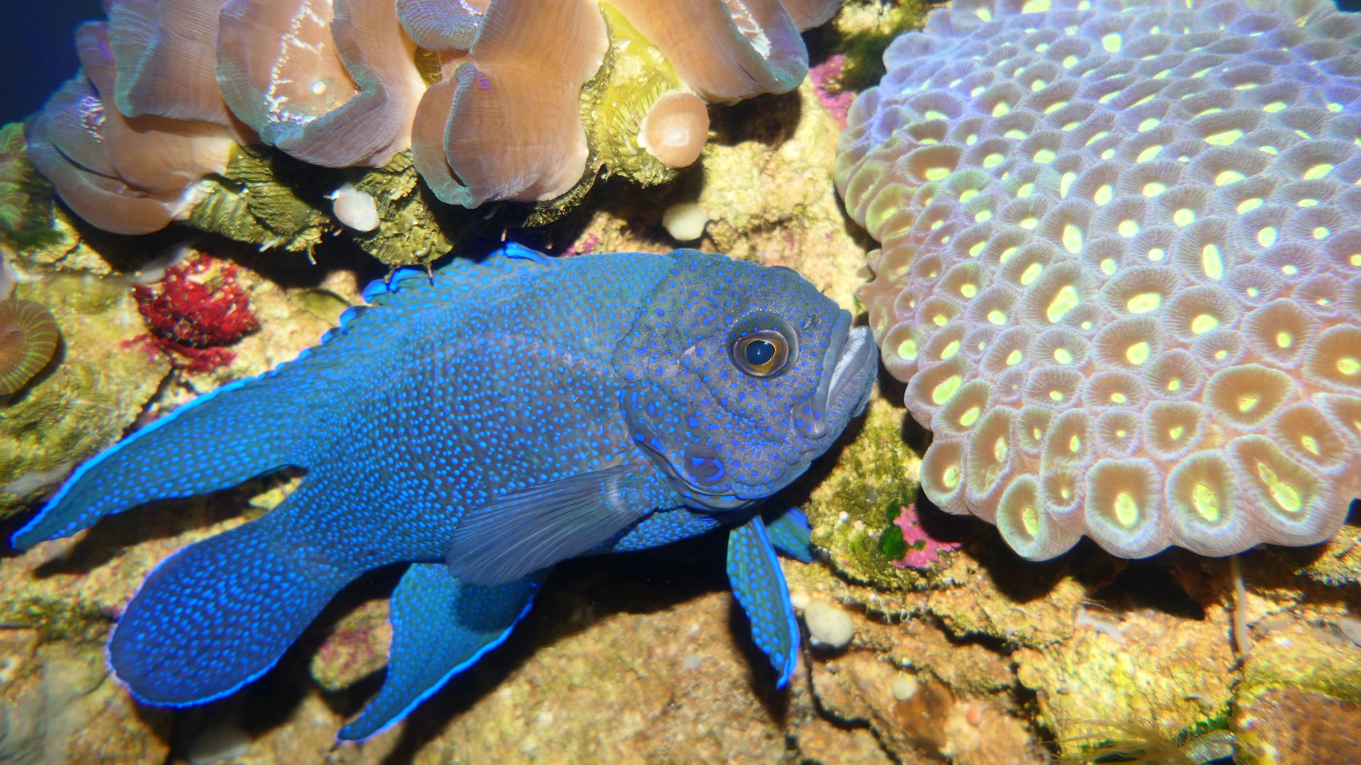 Southern Blue Devil (Paraplesiops melagris)