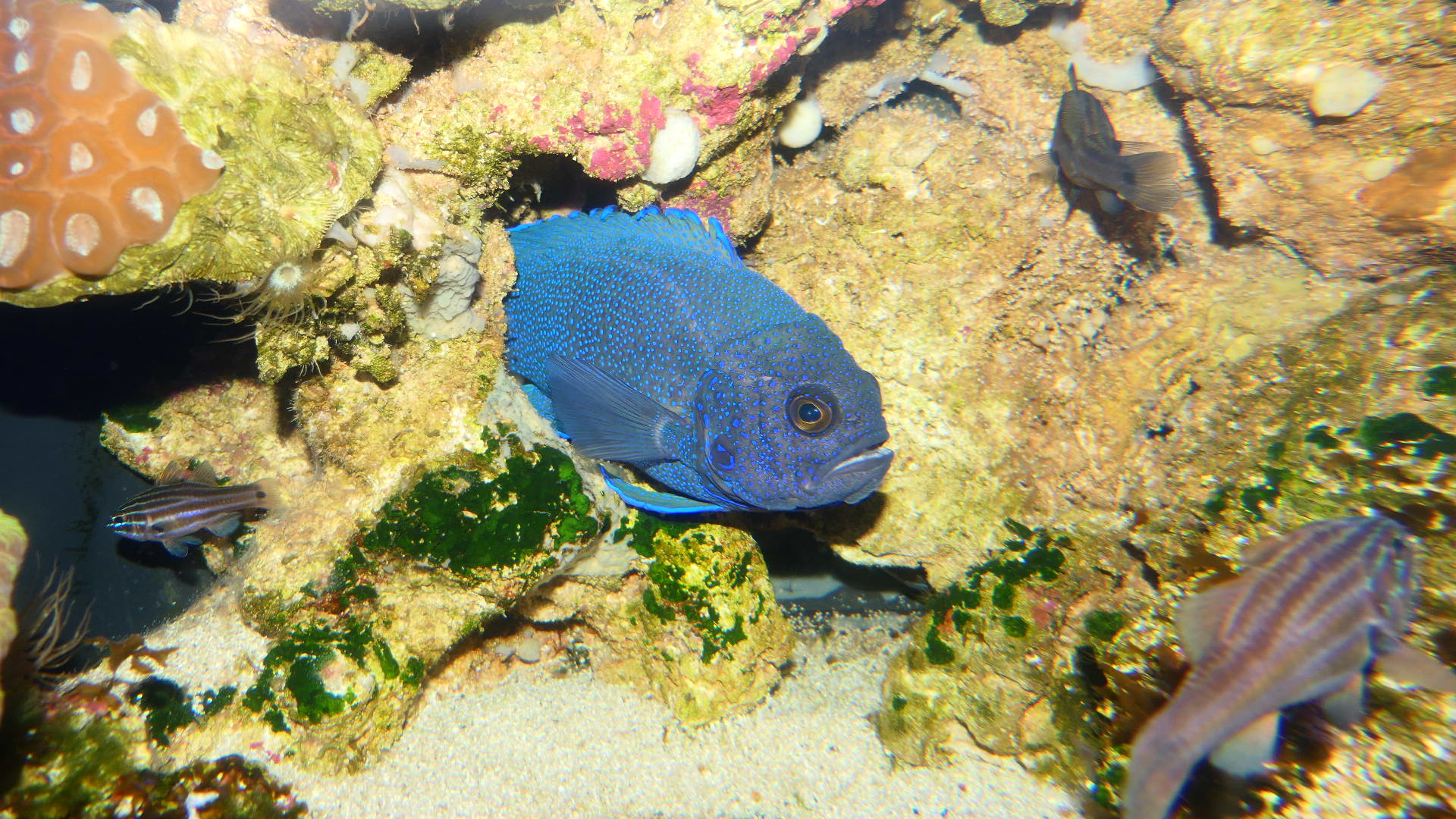 Southern Blue Devil (Paraplesiops meleagris)