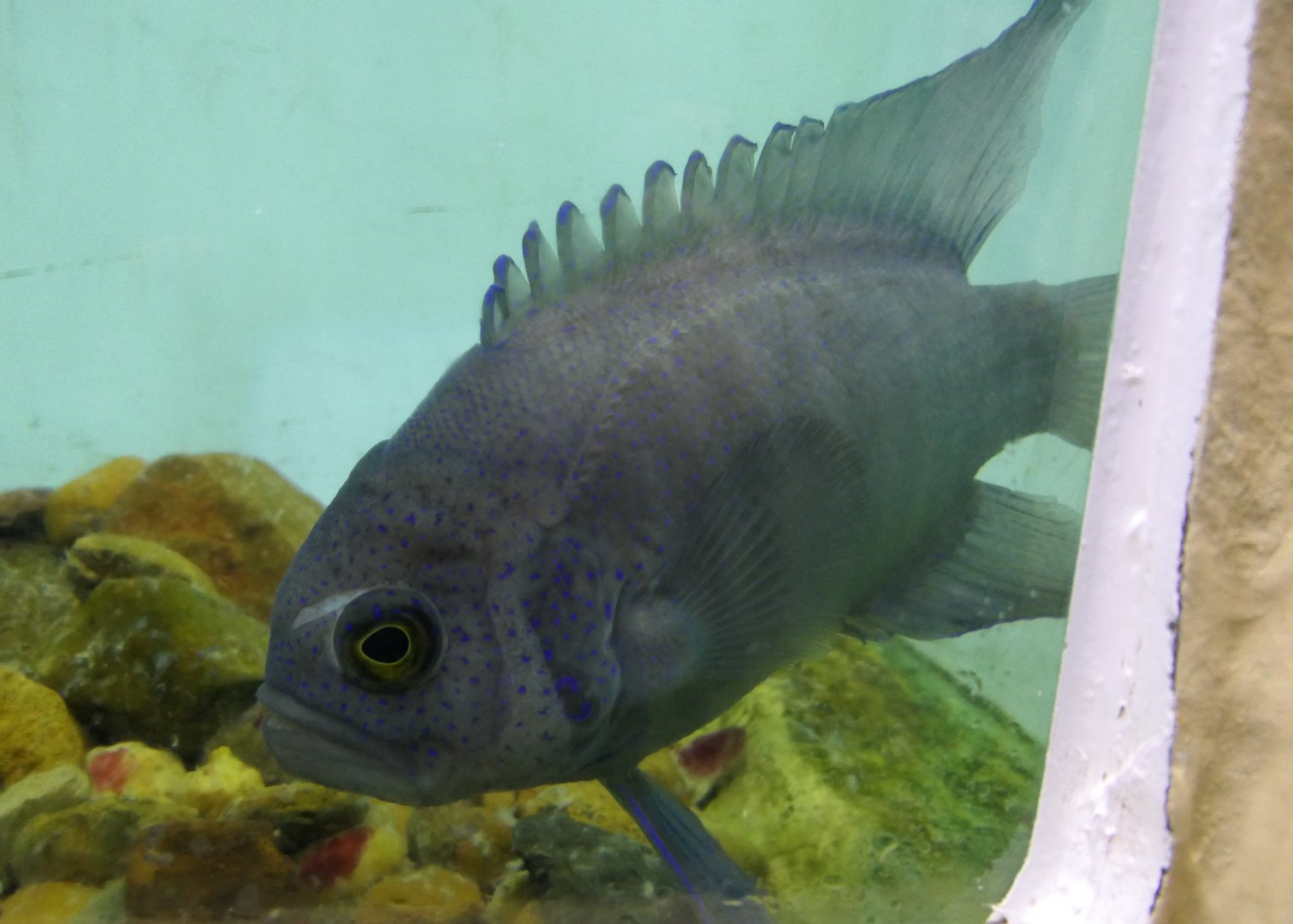 Southern Blue Devil (Paraplesiops meleagris)