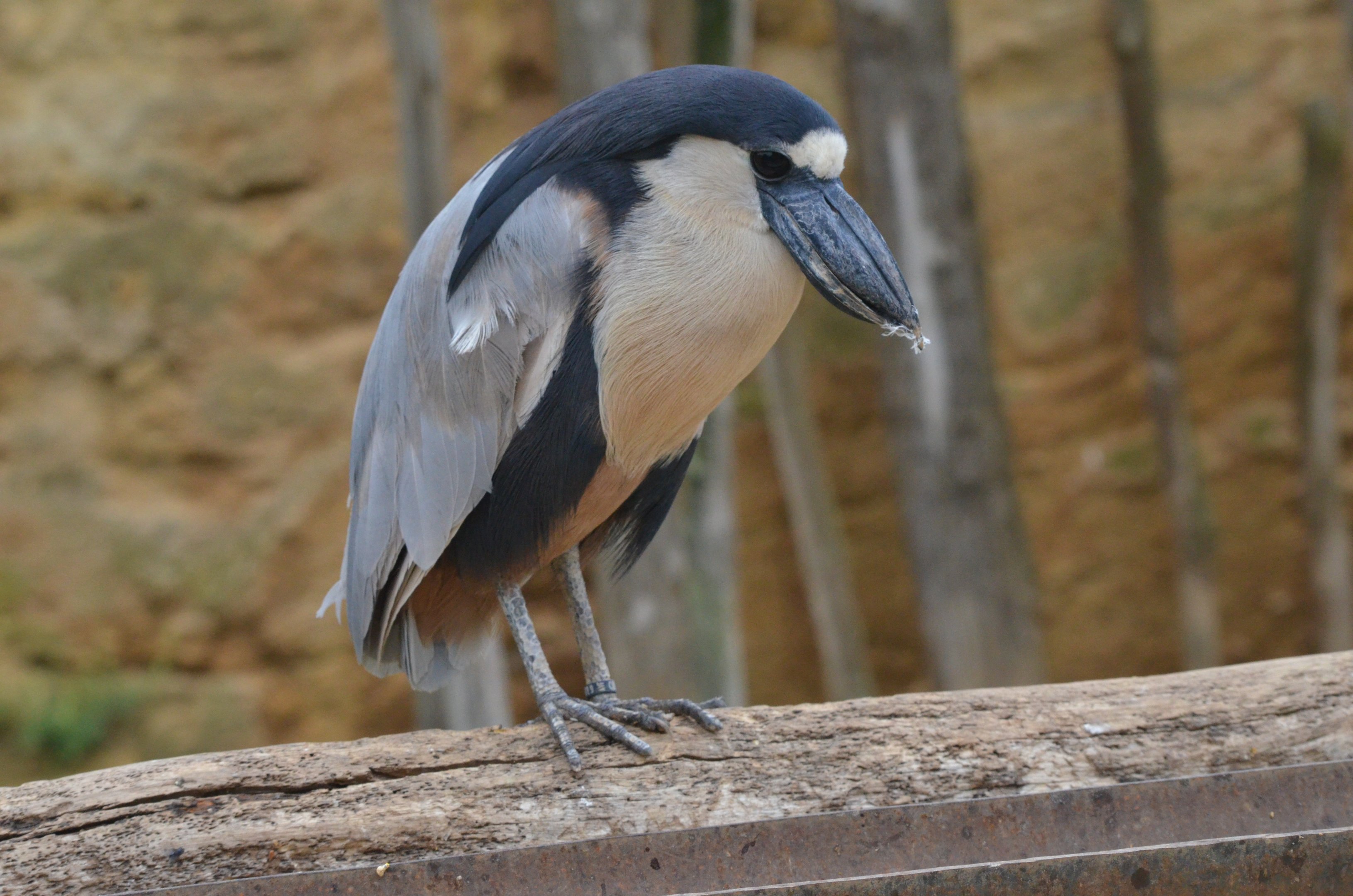 Southern Boat-billed Heron at Doué-la-Fontaine, 15/06/18