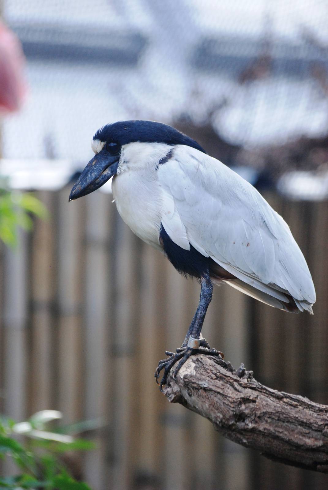 Southern Boat-billed Heron at Prague, 25/08/12