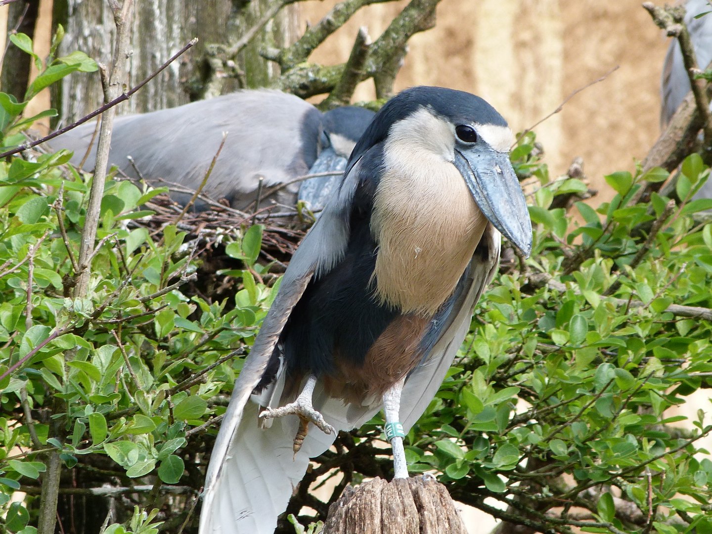 Southern boat-billed heron -Bioparc de Doué la Fontaine (2025)