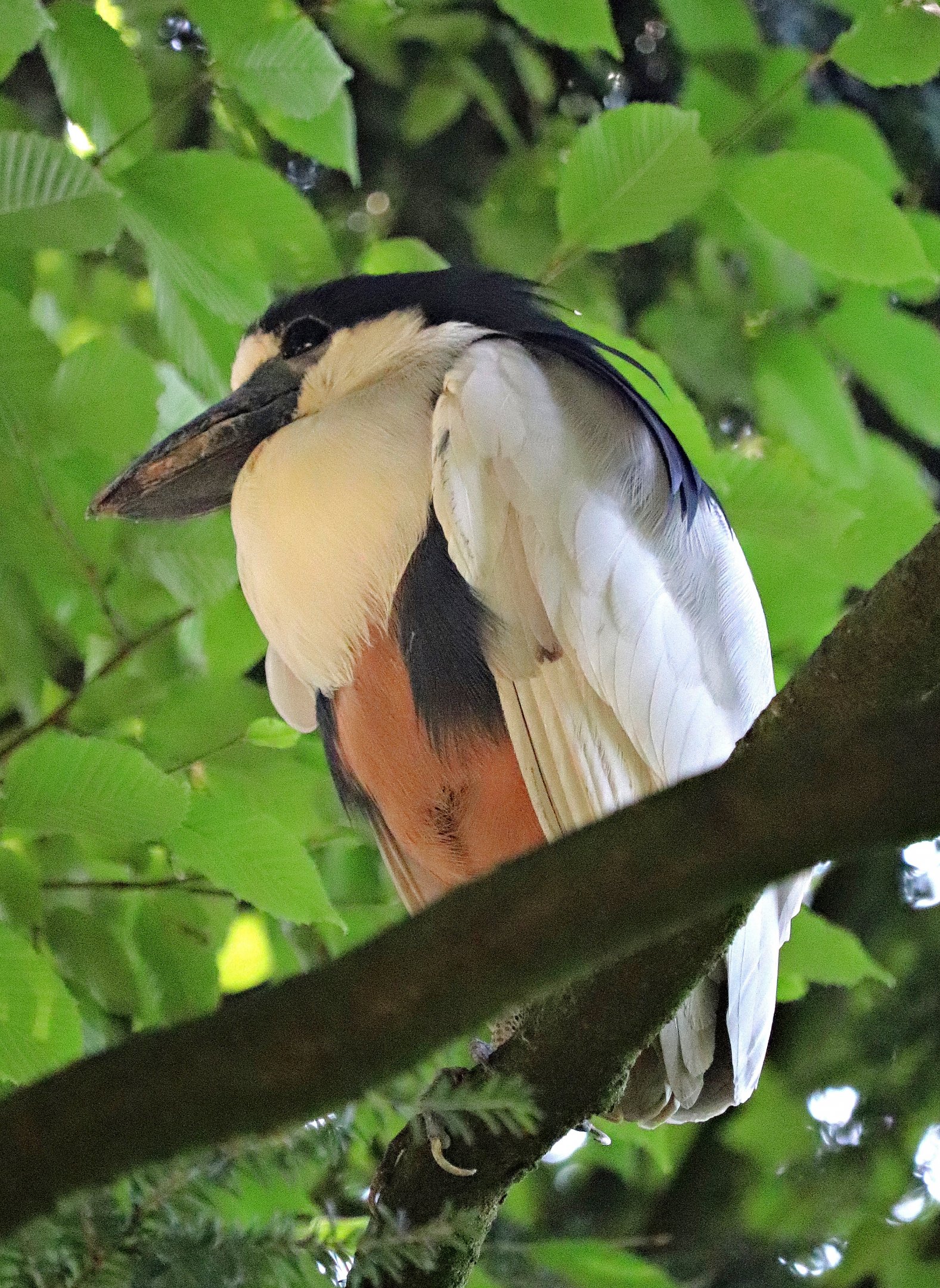 Southern boat-billed heron (Cochlearius cochlearius cochlearius)
