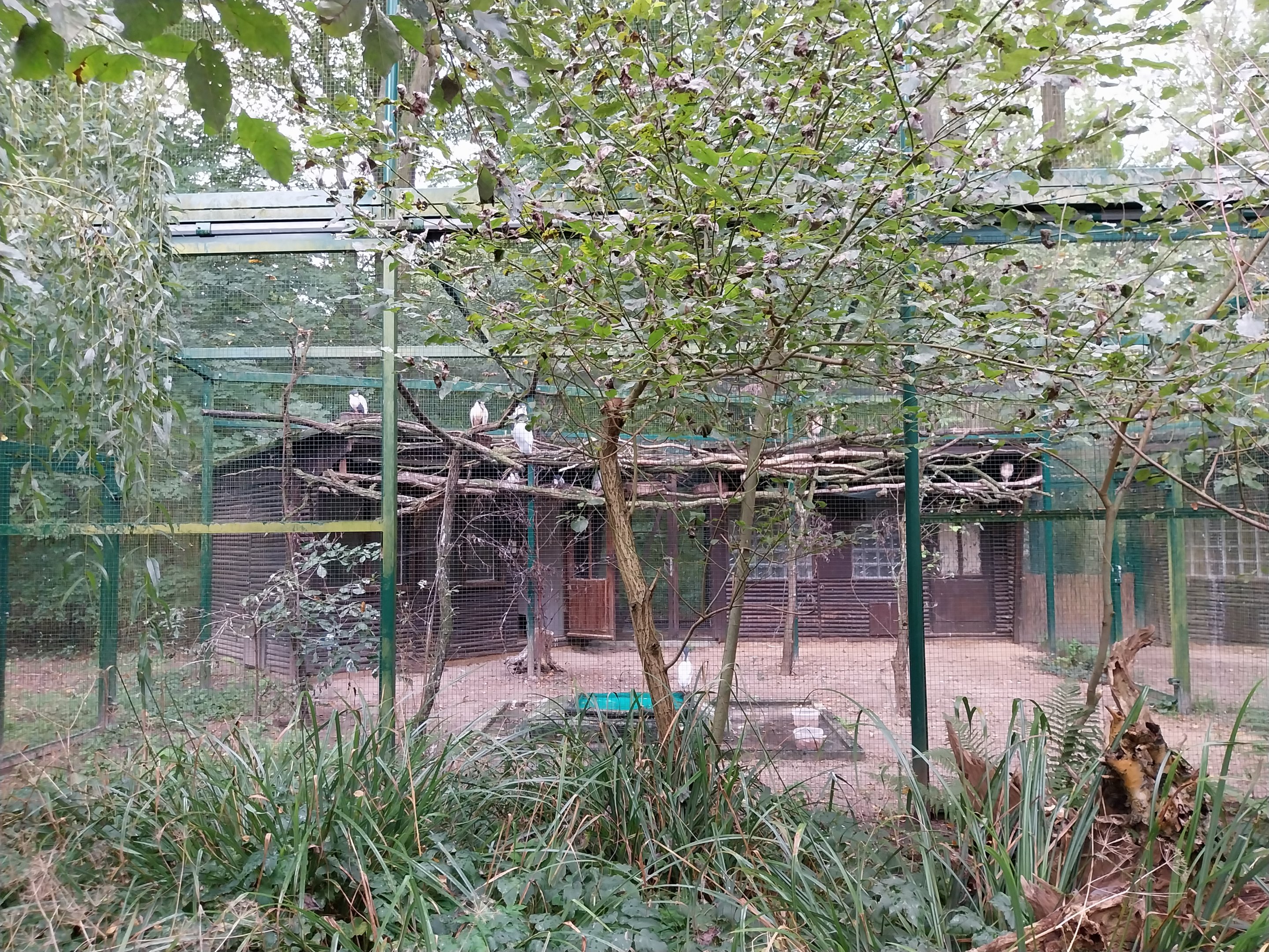 Southern Boat-billed heron (Cochlearius cochlearius cochlearius)