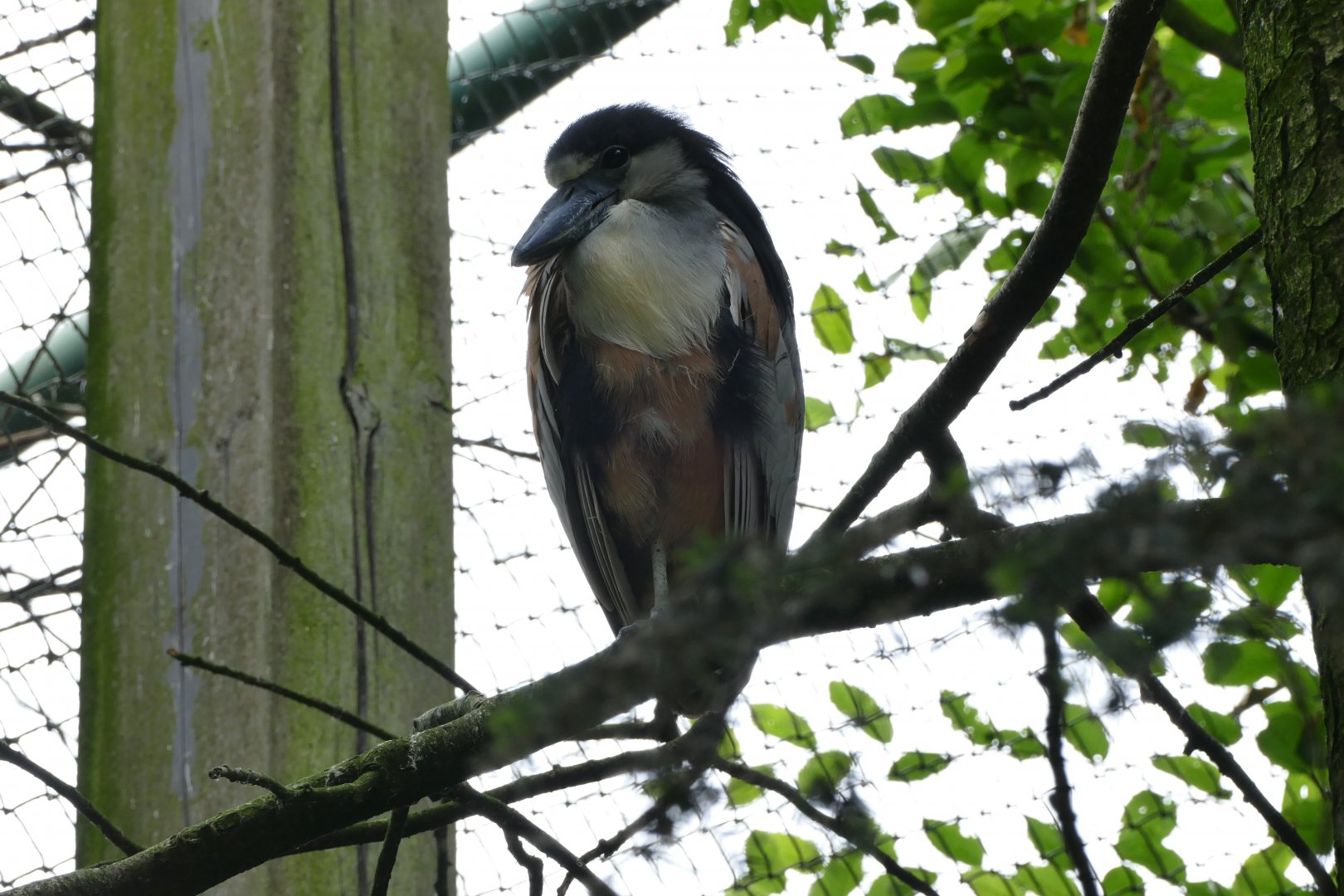 Southern boat-billed heron