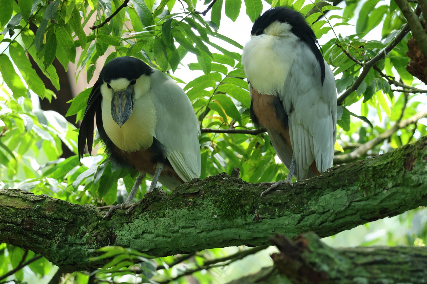 Southern boat-billed heron