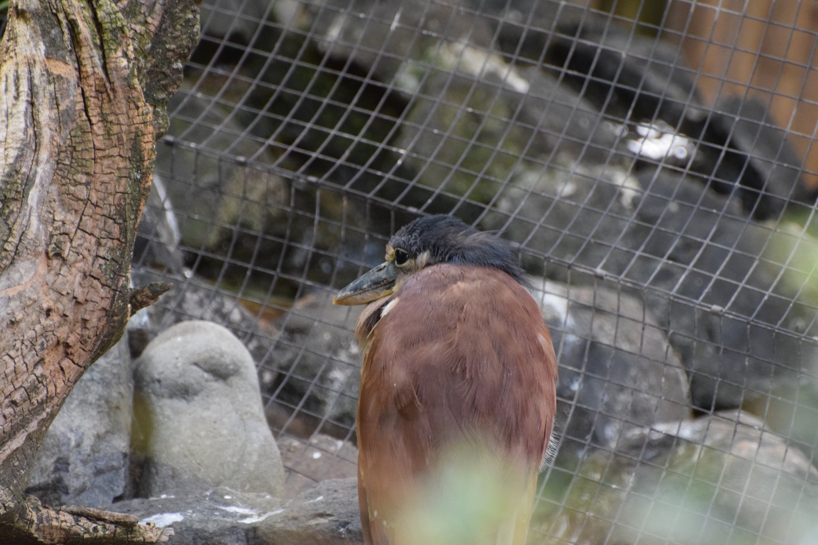 Southern boat-billed heron