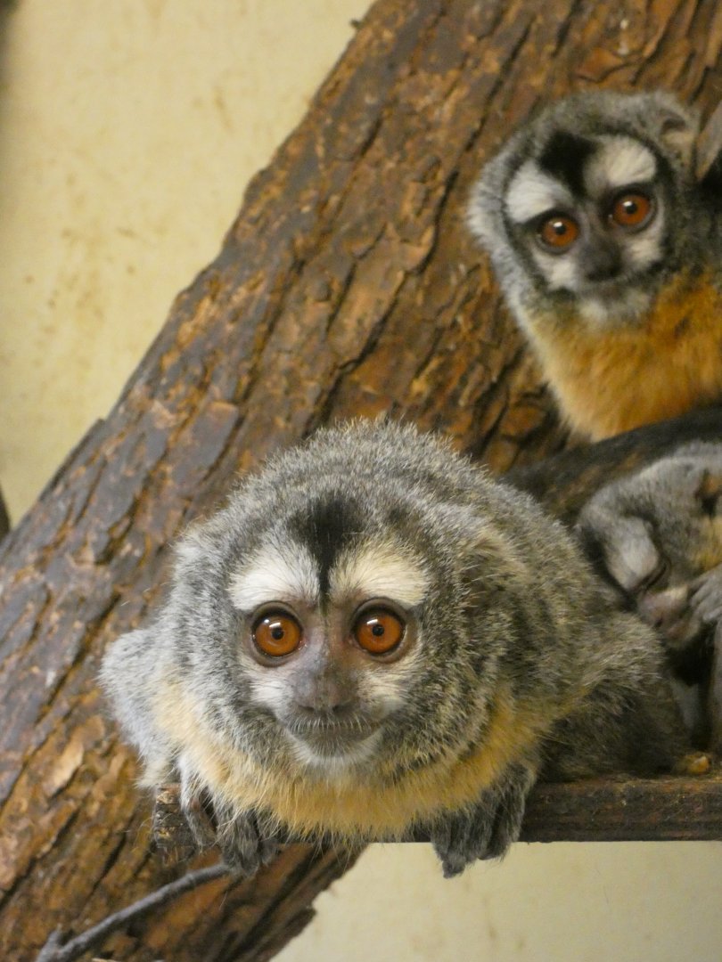 Southern Bolivian douroucouli