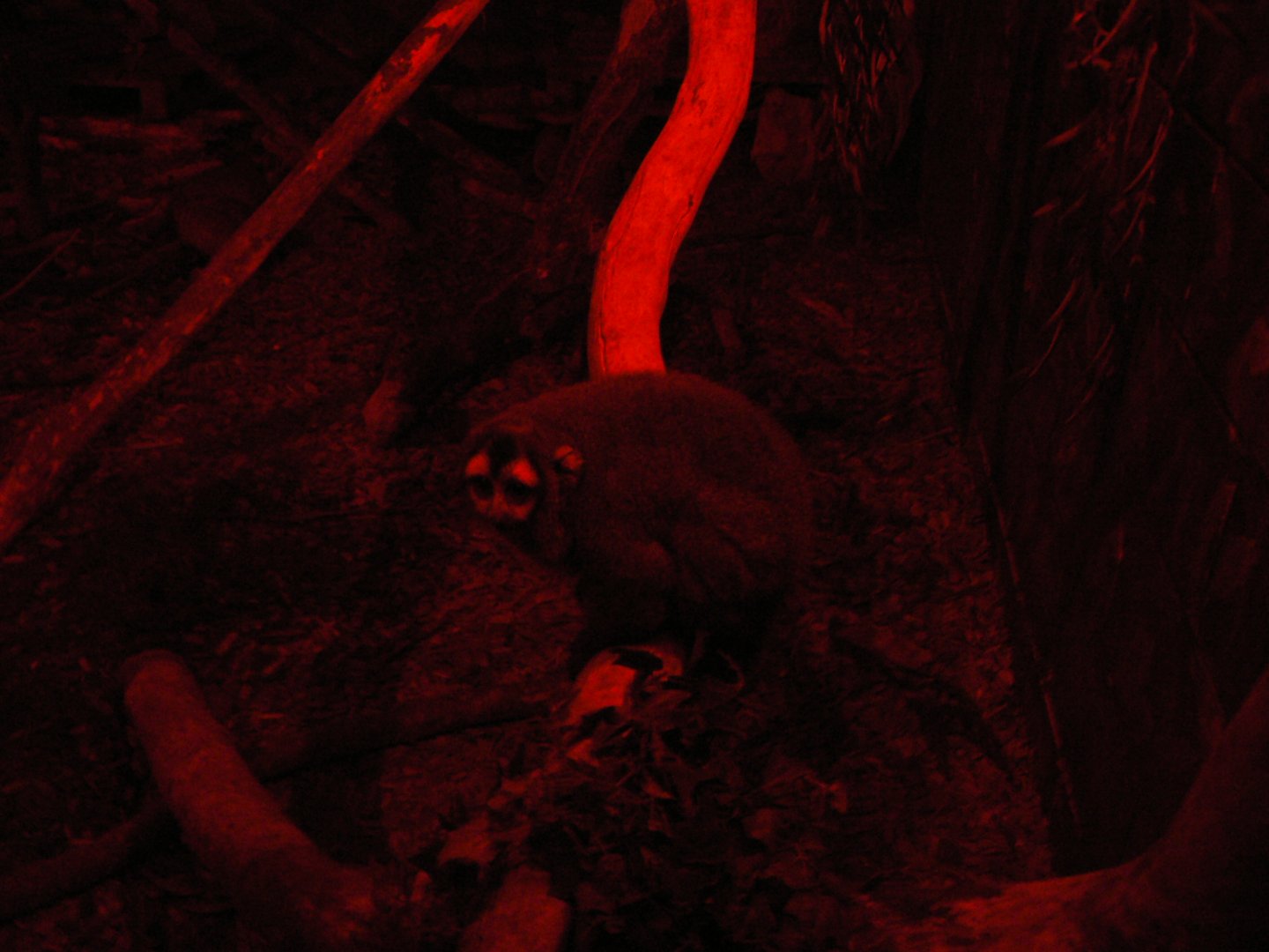 Southern Bolivian Night Monkey - 28 March 2018