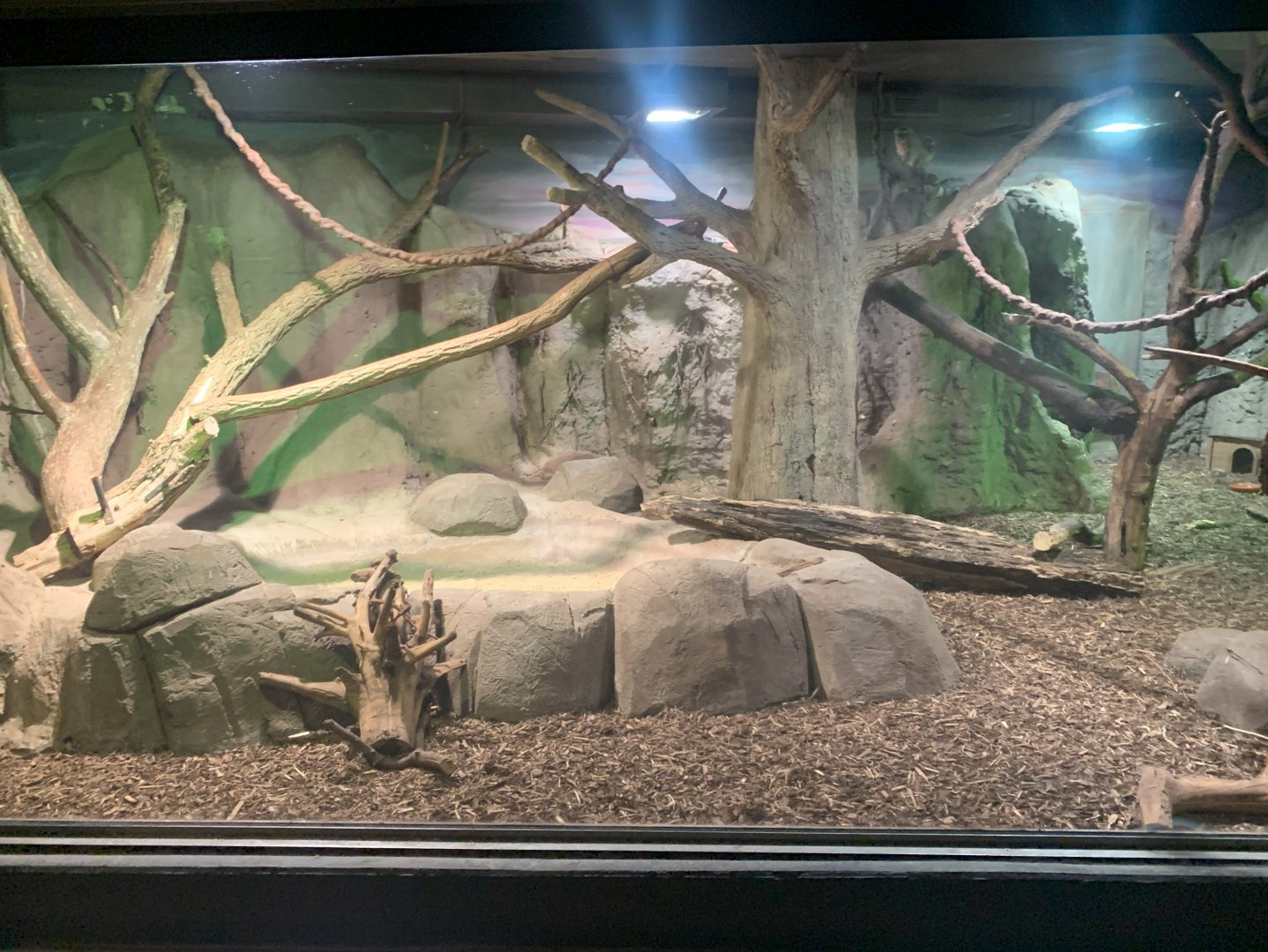 Southern Bolivian Night Monkey and Southern Three-banded Armadillo enclosure