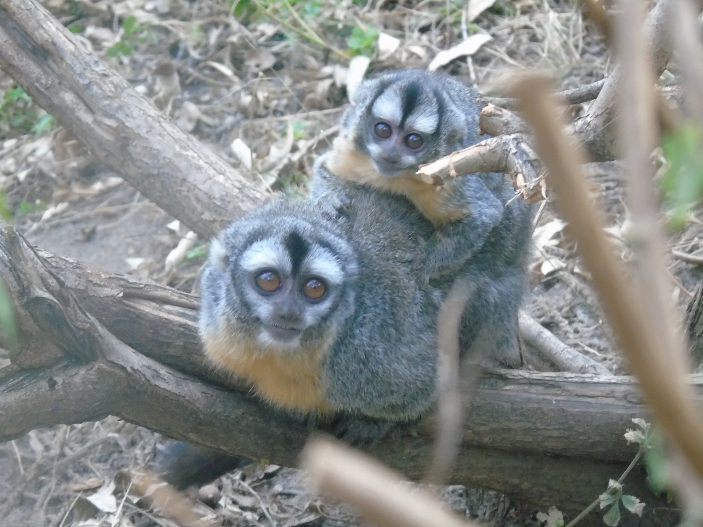 Southern Bolivian Night monkey - August 2018