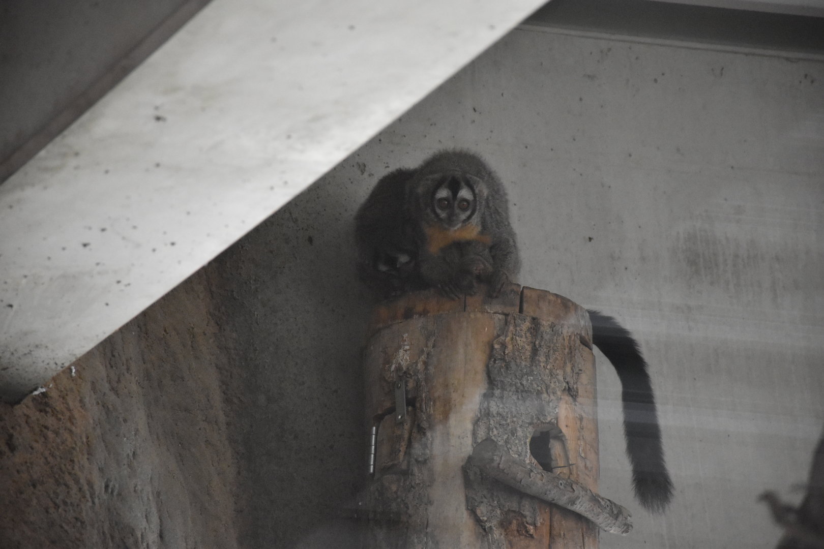 Southern Bolivian Night monkey