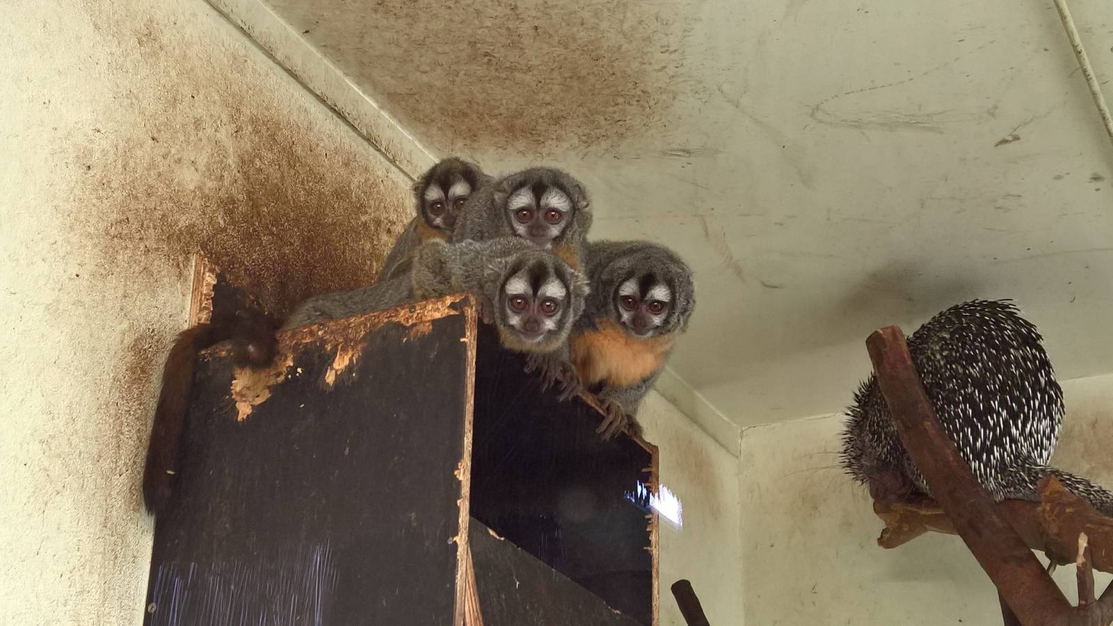 Southern Bolivian Night monkeys