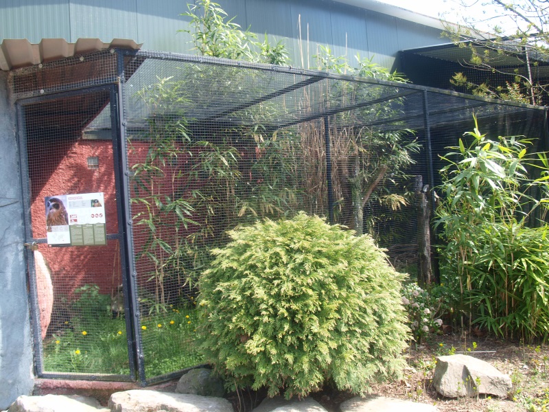 Southern boobook aviary (April 19th, 2015)