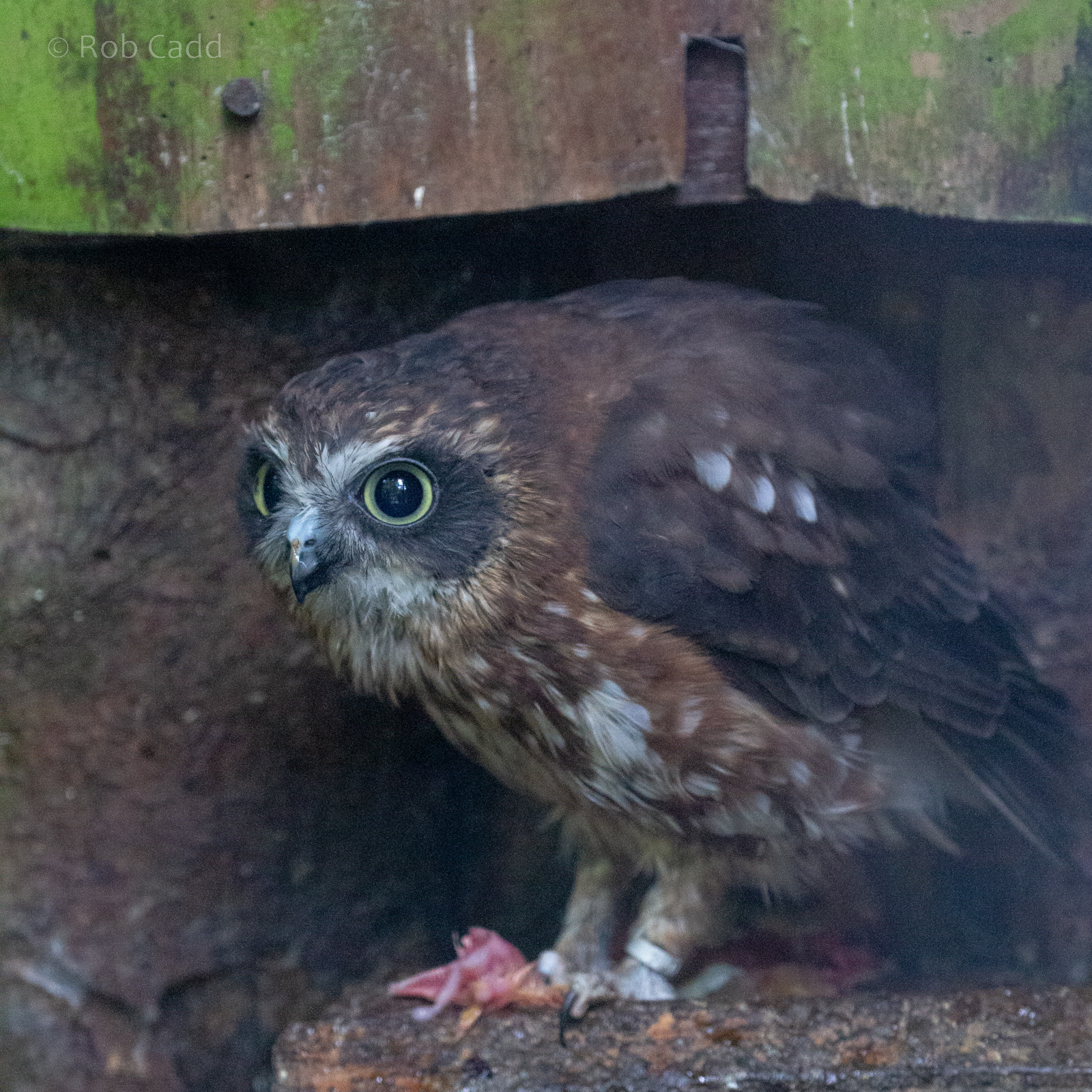 Southern boobook : Cotswold Falconry Centre : 03 Sep 2021