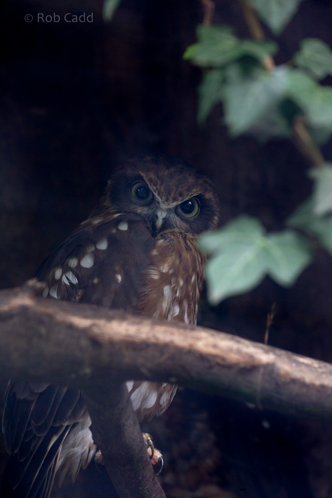 Southern boobook : Cotswold Falconry Centre : 04 Sep 2020