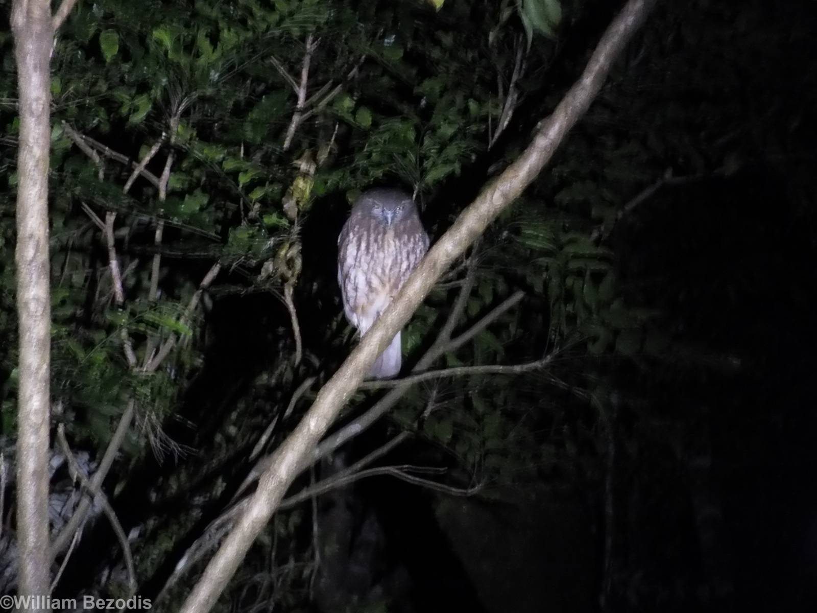 Southern Boobook - Lamington National Park