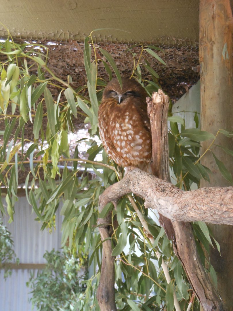 Southern Boobook (Ninox boobook)