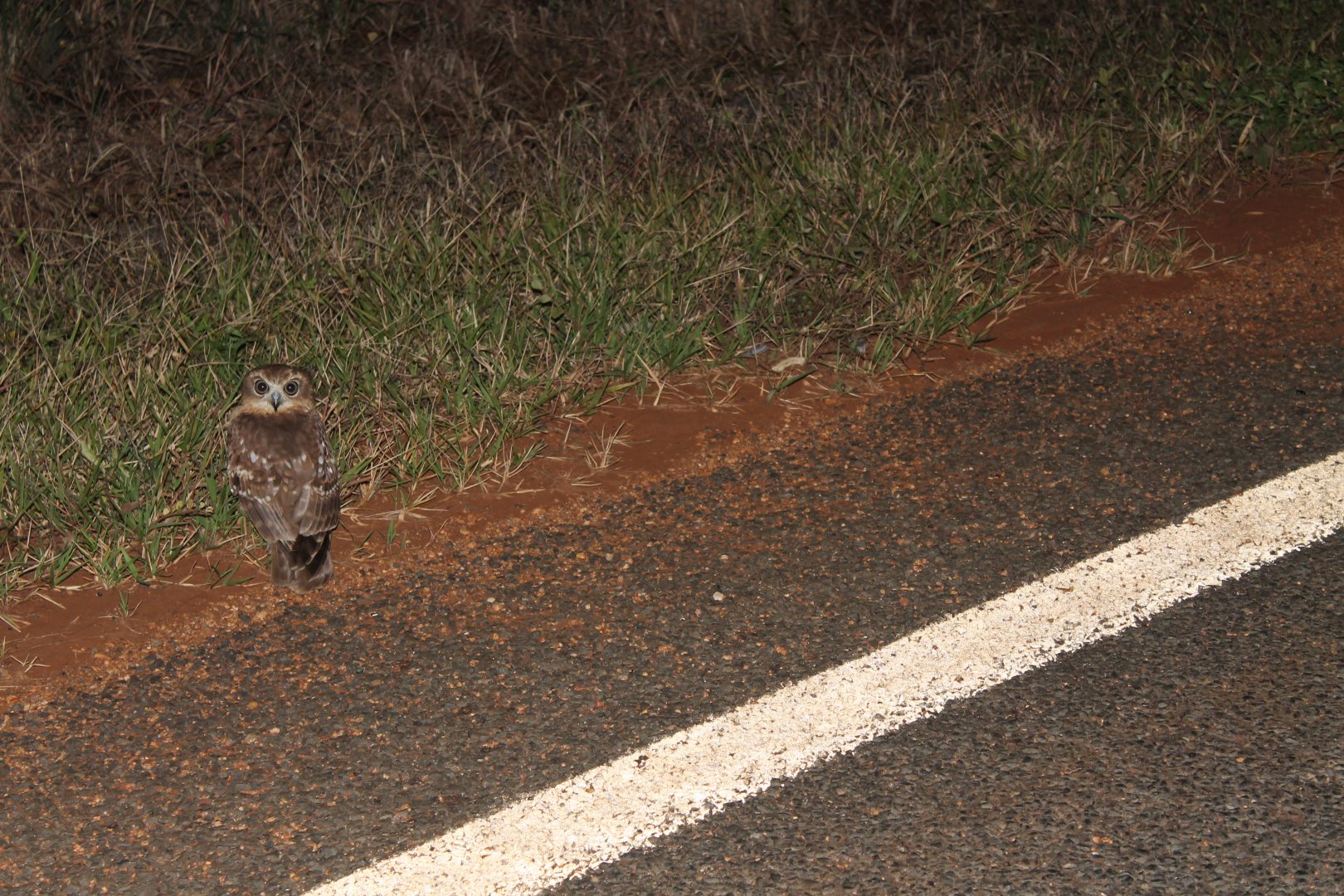 Southern Boobook (Ninox boobook)