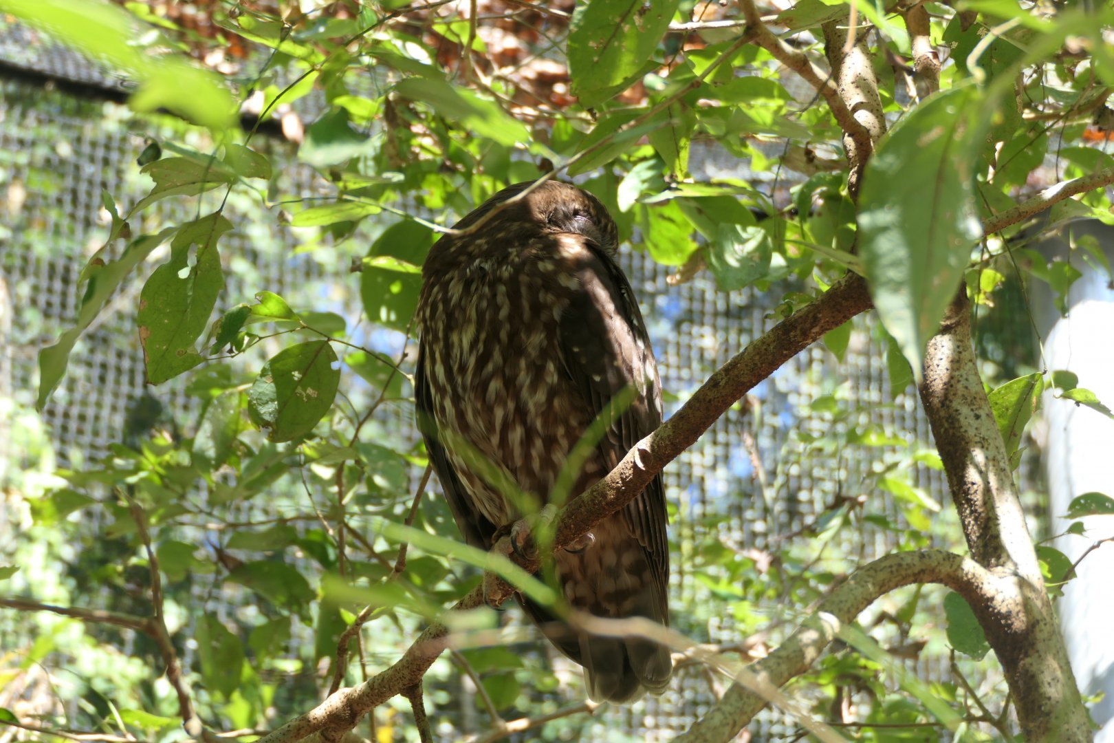 Southern Boobook (Ninox boobook)