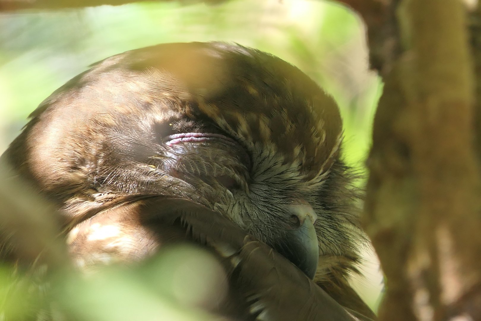 Southern Boobook (Ninox boobook)