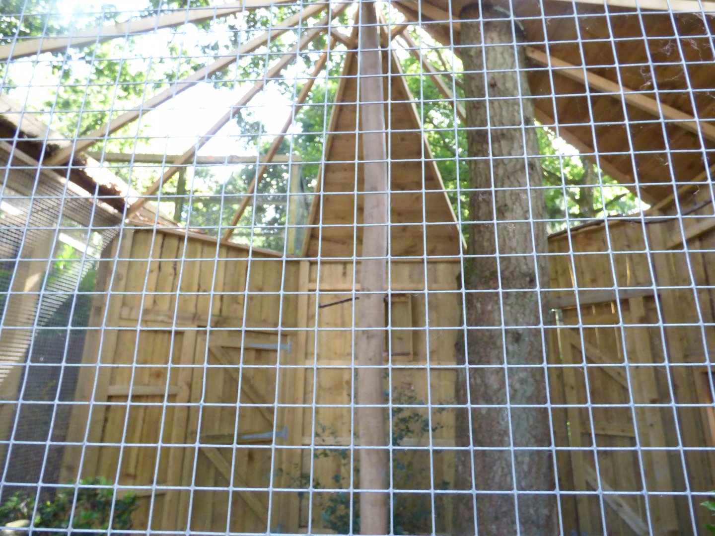 Southern Boobook Owl Aviary in The Terry Prachett Owl Parliment
