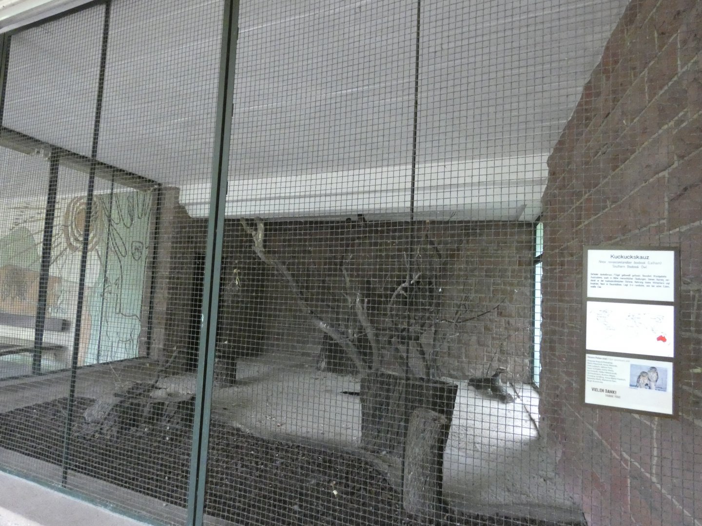 Southern Boobook Owl Aviary