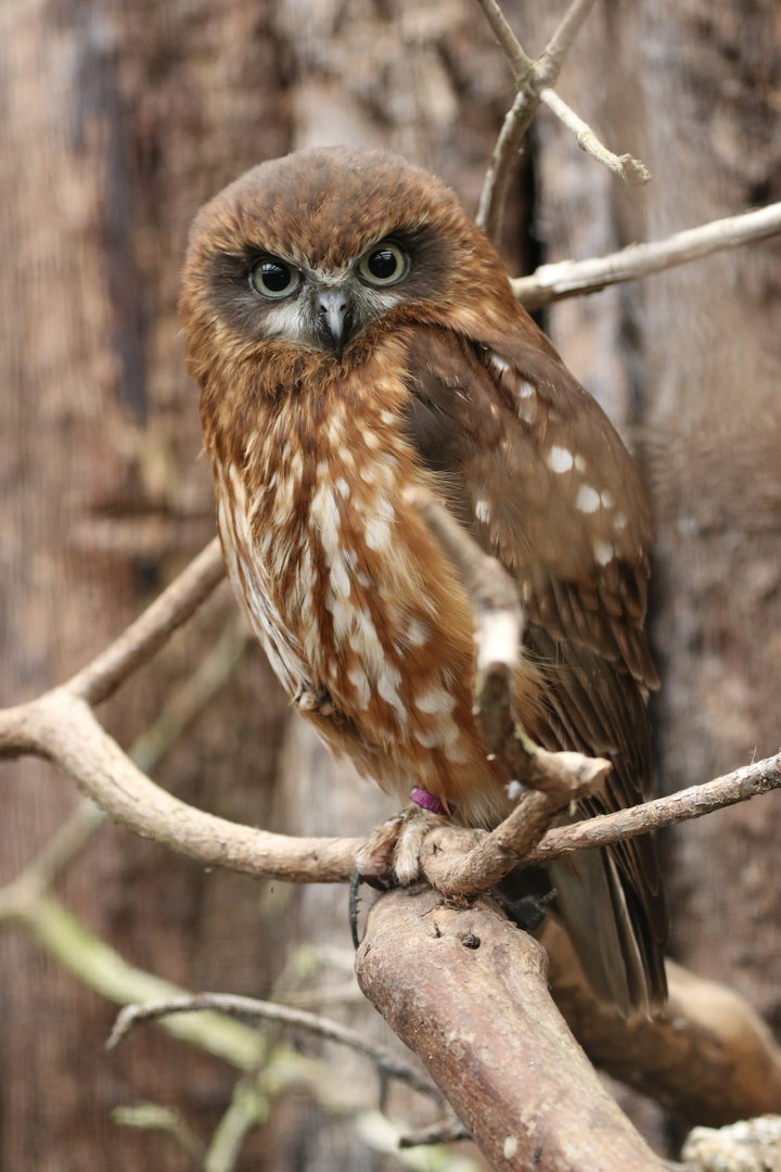 Southern Boobook Owl