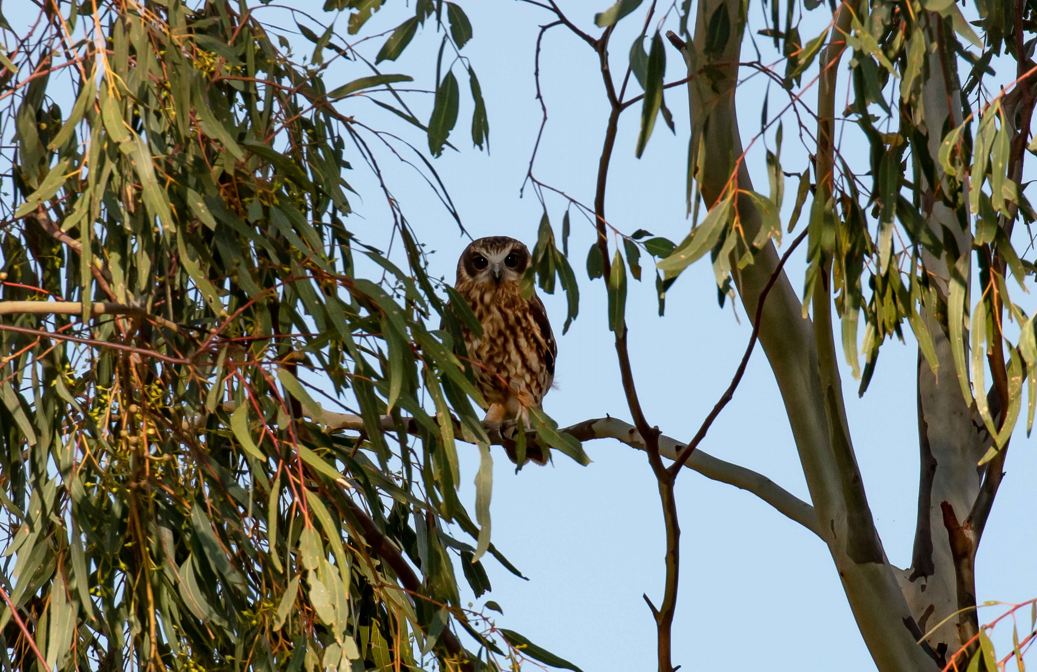Southern Boobook